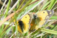 Colias crocea