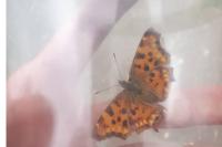 Polygonia c-album