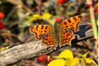 Polygonia c-album