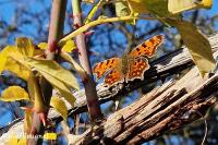 Polygonia c-album