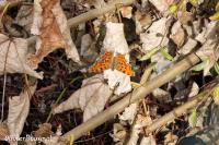 Polygonia c-album