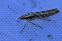 Ypsolopha ustella