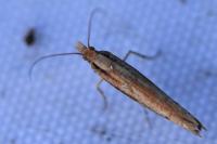 Ypsolopha ustella
