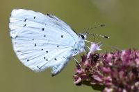 Celastrina argiolus