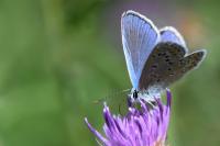 Polyommatus icarus