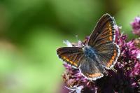 Aricia agestis