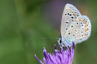 Polyommatus icarus