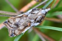 Acleris cristana