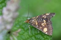 Pyrausta aurata