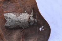 Nycteola revayana