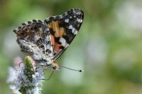 Vanessa cardui