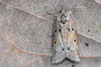 Nycteola revayana