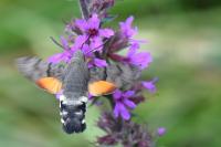 Macroglossum stellatarum