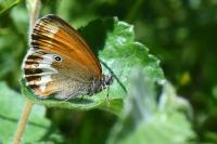 Coenonympha arcania