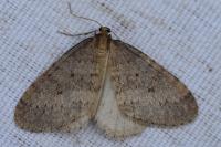 Operophtera brumata