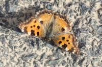 Nymphalis polychloros