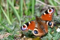 Aglais io