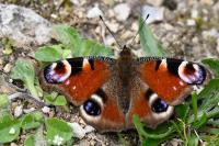 Aglais io