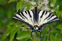 Iphiclides podalirius