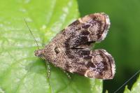 Anthophila fabriciana