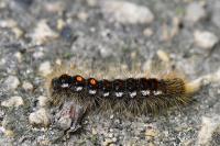 Euproctis chrysorrhoea