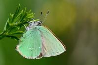 Callophrys rubi