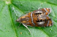 Olethreutes arcuella