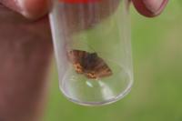 Euclidia glyphica
