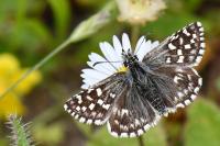 Pyrgus malvae