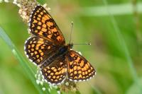 Melitaea athalia