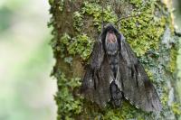 Hyloicus pinastri
