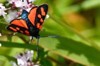 Zygaena transalpina