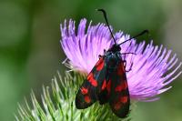 Zygaena transalpina