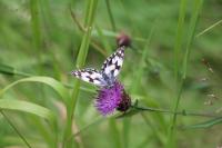 Melanargia galathea