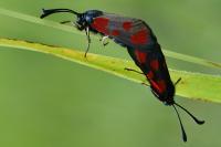 Zygaena loti
