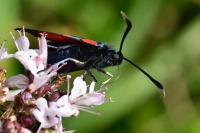 Zygaena transalpina