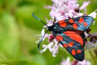 Zygaena transalpina