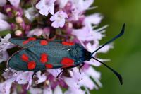 Zygaena transalpina