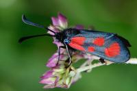 Zygaena loti