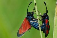 Zygaena loti