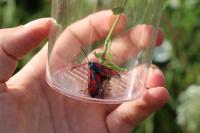 Zygaena