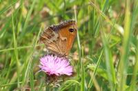 Pyronia tithonus