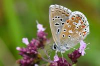 Lysandra bellargus