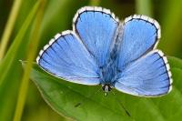 Lysandra bellargus