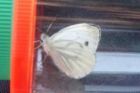 Pieris napi