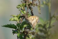 Pyronia tithonus