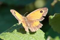 Pyronia tithonus