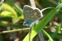 Polyommatus icarus