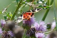 Euplagia quadripunctaria