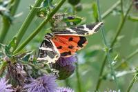 Euplagia quadripunctaria